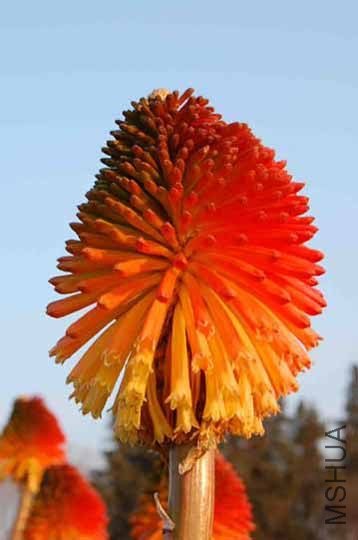 Kniphofia_rooperi_gpBA.jpg