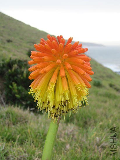 Kniphofia_rooperi_Morgan_Bay_CM2.jpg