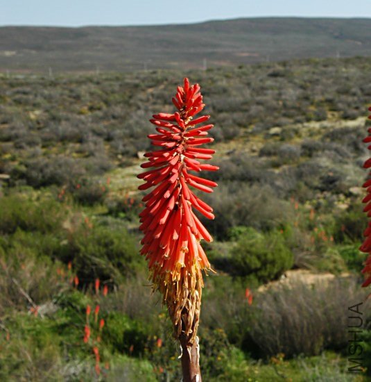 Kniphofia_sarmentosa_Kom_msi2.jpg