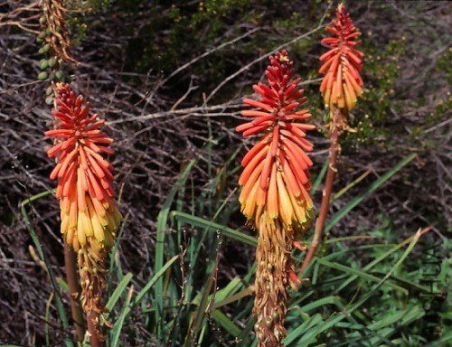 Kniphofia_sarmentosa_msi.jpg