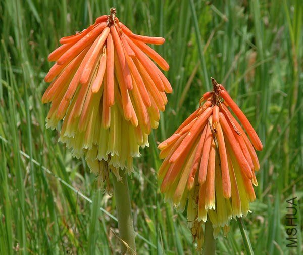 Kniphofia_thodei_Kamberg_rh.jpg