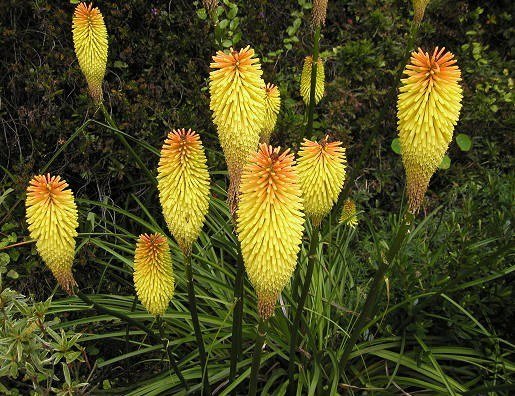Kniphofia_ThompsonGarden.jpg