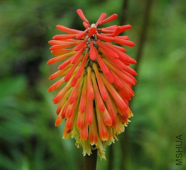 Kniphofia_uvaria_Bains_msi.jpg