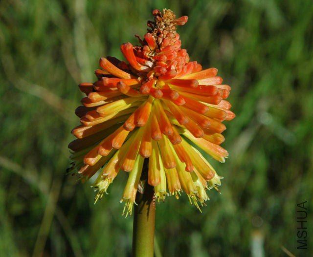 Kniphofia_uvaria_EC_msi2.jpg