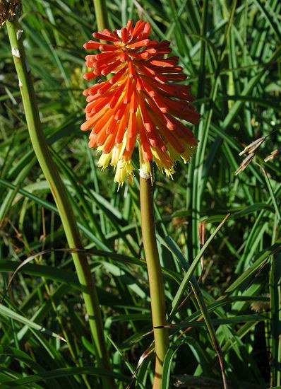 Kniphofia_uvaria_EC_msi3.jpg