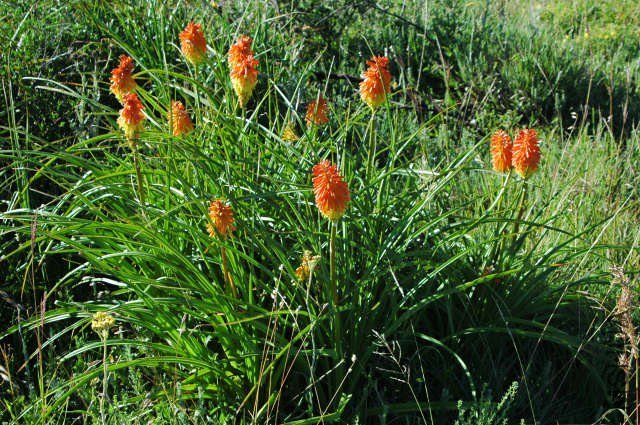 Kniphofia_uvaria_EC_msi.jpg