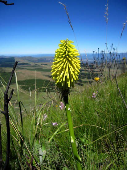 Kniphofia_uvaria_GaikasKop_CM.jpg