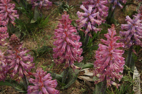 Lachenalia_Nieuwoudtville_msi.jpg
