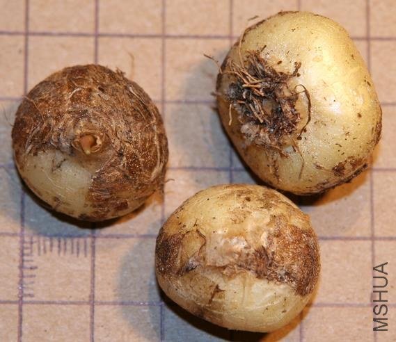 Lachenalia_bulbs_MGB0.jpg
