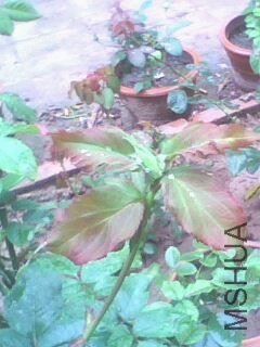 IMG10050806aa.jpg