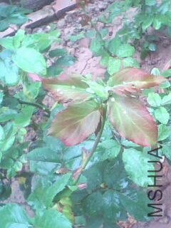 IMG10050806ab.jpg