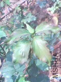 IMG10081143aa.jpg