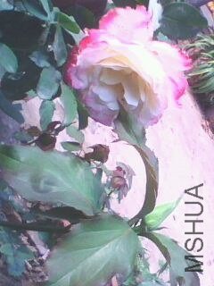 IMG10081143ab.jpg