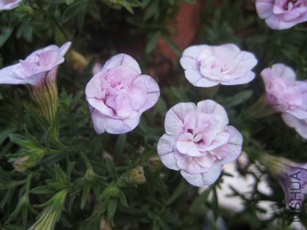 ������С IMG_3557.jpg