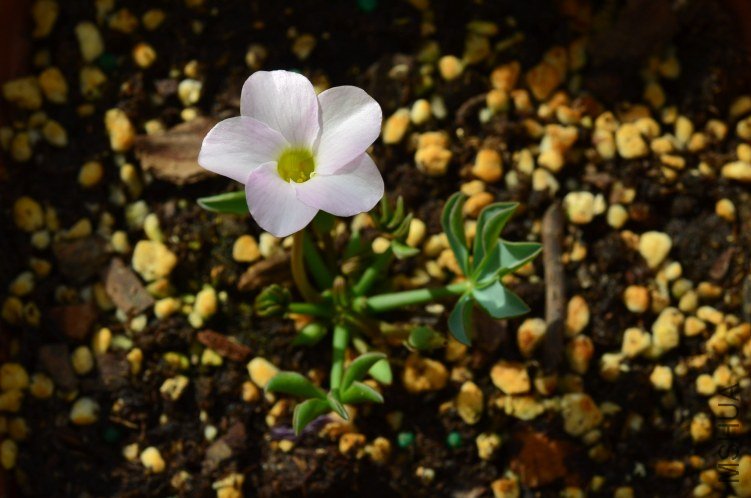 Oxalis flava lavenden form 20121008 001.JPG