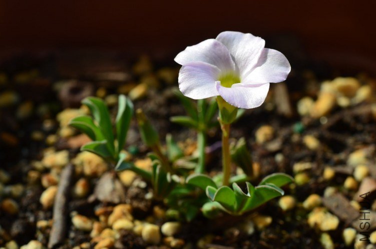 Oxalis flava lavenden form 20121008 002.JPG