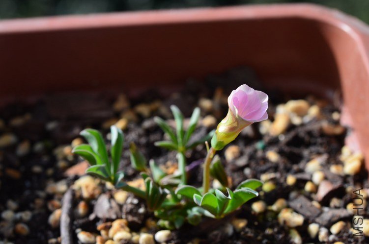 Oxalis flava lavenden form 20121008 005.JPG