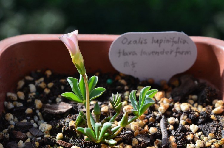 Oxalis flava lavenden form 20121008 004.JPG