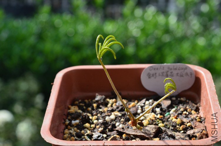 Oxalis gold cup 20121008 001.JPG