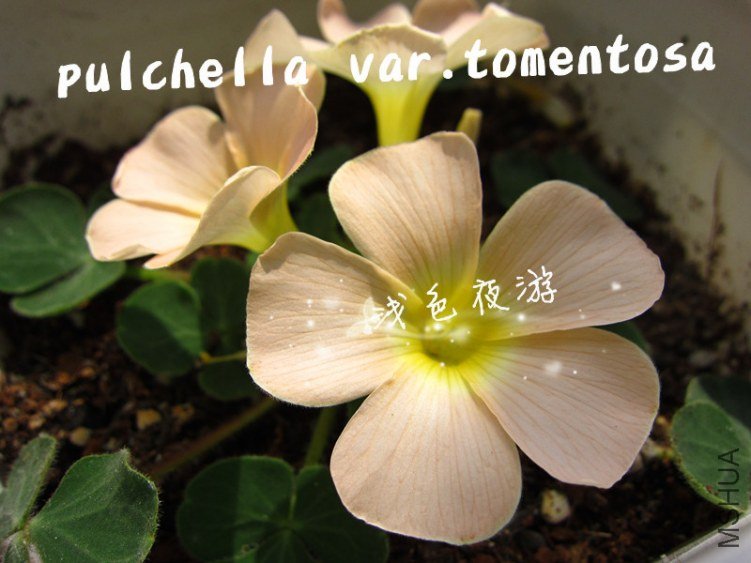 pulchella var.tomentosa5.jpg