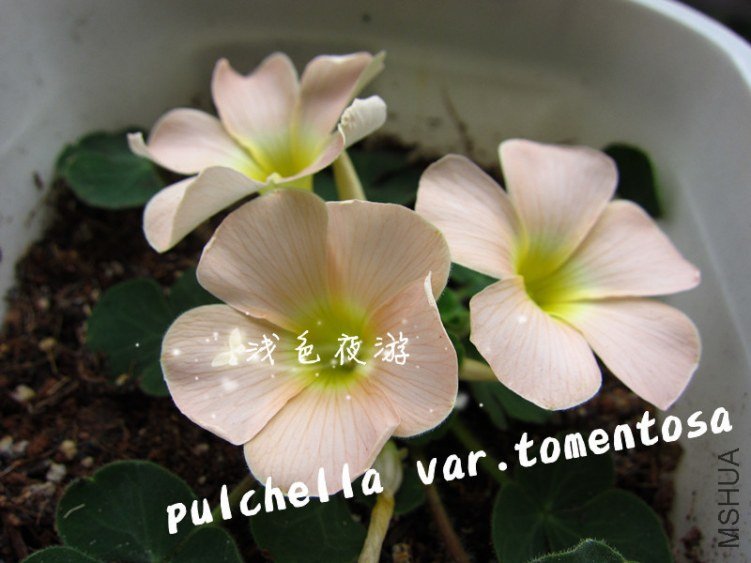 pulchella var.tomentosa3.jpg