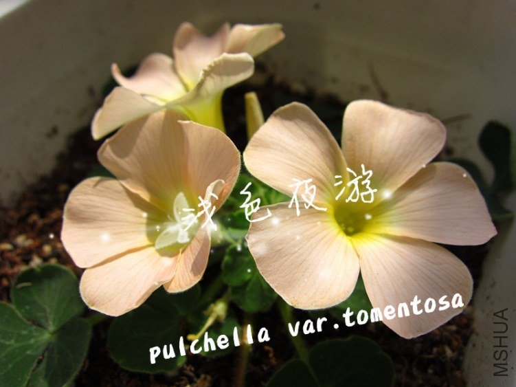 pulchella var.tomentosa4.jpg