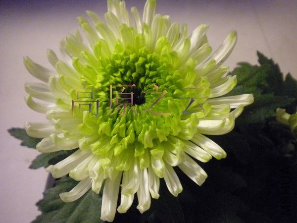 DSCN7112.JPG