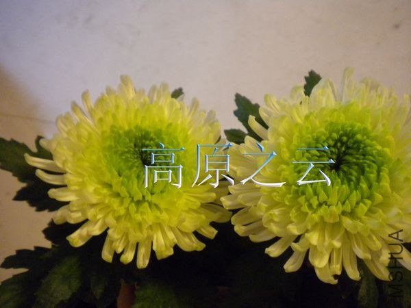 DSCN7121.JPG