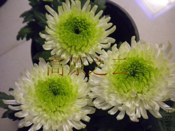 DSCN7124.JPG