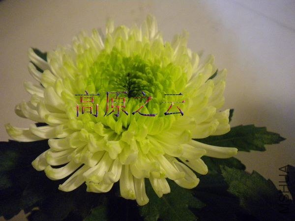 DSCN7126.JPG