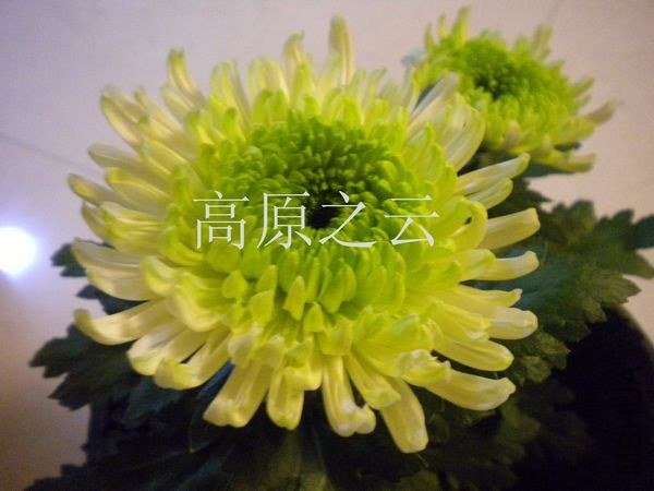 DSCN7127.JPG