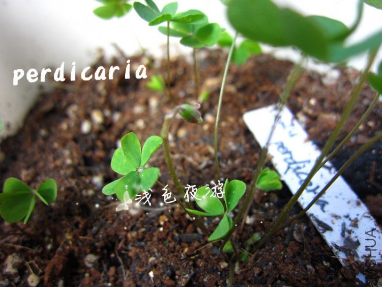 perdicaria1.jpg