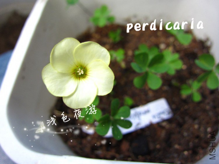 perdicaria2.jpg