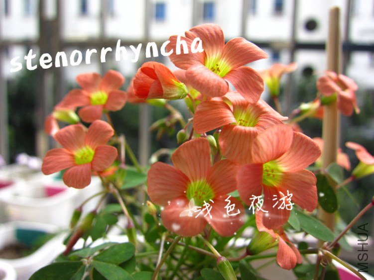 stenorrhyncha3.jpg
