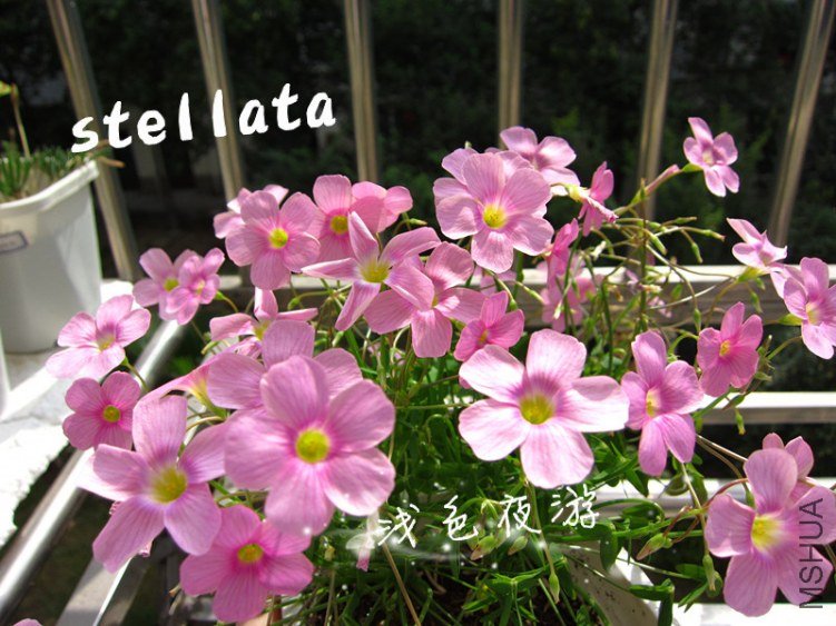 stellata3.jpg
