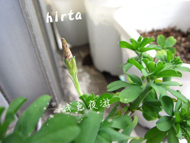 hirta3.jpg