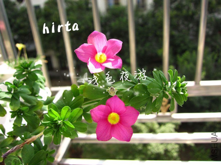 hirta2.jpg