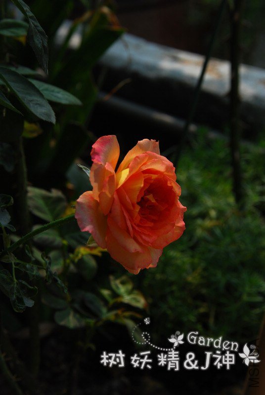 DSC_0008.JPG