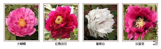 763d4db23846b28bd439c9a5.jpg