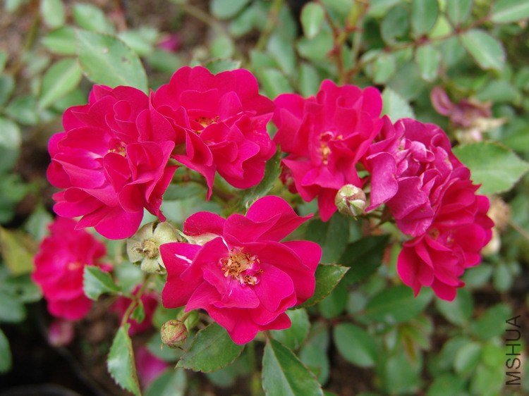 DSC00096.JPG