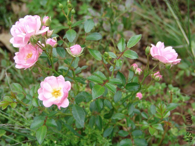 DSC00089.JPG