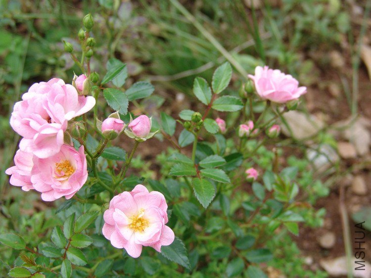 DSC00090.JPG