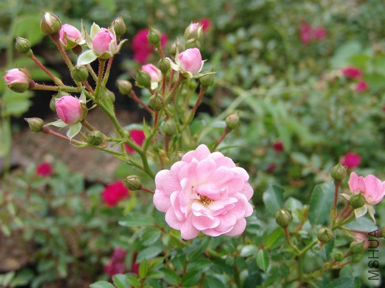 DSC00093.JPG