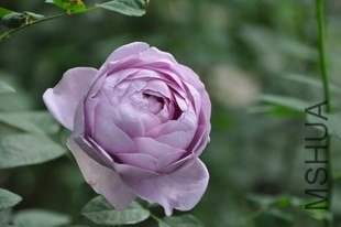 T19yLSXcdlXXclPdA__105723.jpg_310x310.jpg