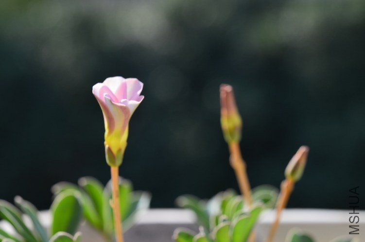Oxalis flava sp 20121009 004.JPG