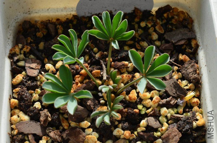 Oxalis flava sp 20121003 001.JPG
