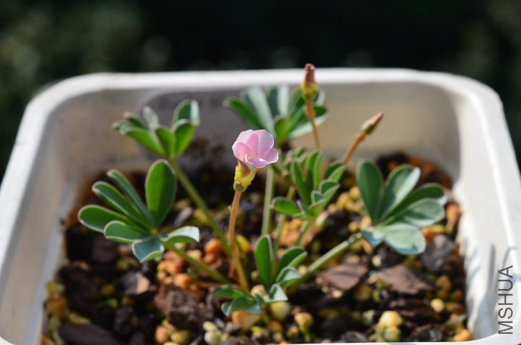 Oxalis flava sp 20121009 001.JPG