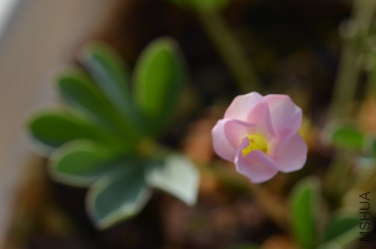 Oxalis flava sp 20121009 002.JPG