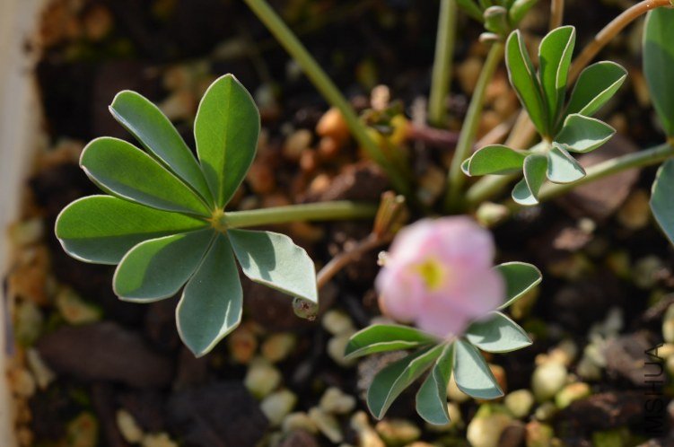 Oxalis flava sp 20121009 003.JPG
