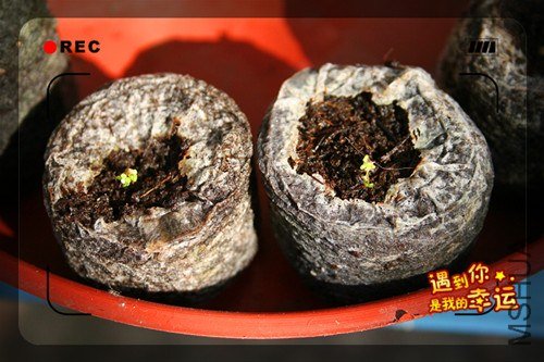 ��Ƭ 036_����.jpg